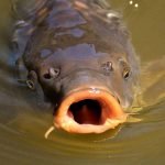 karp ciekawostki o karpiu ryby wigilia