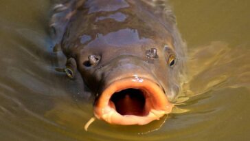 karp ciekawostki o karpiu ryby wigilia