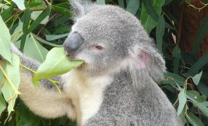 10 ciekawostek o misiu koala