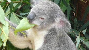 miś koala australijski Australia torbacze