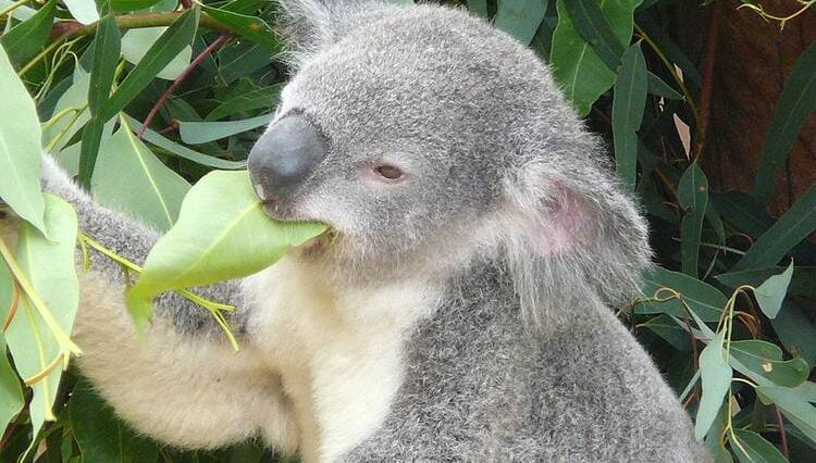 miś koala australijski Australia torbacze