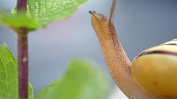 ślimak ciekawostki o ślimakach ślimaki