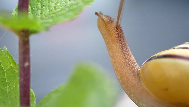 ślimak ciekawostki o ślimakach ślimaki