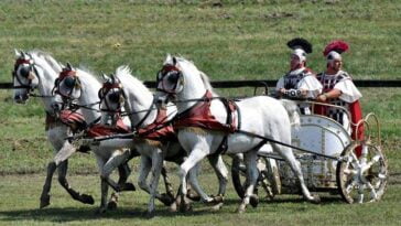 koń rasa Lipizzaner Slavonia