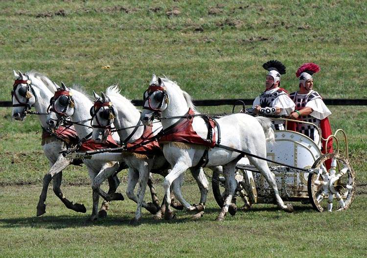 koń rasa Lipizzaner Slavonia