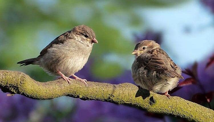 wiosna pierwszy dzień wiosny ciekawostki