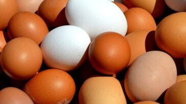 jaja jajka ciekawostki o jajkach