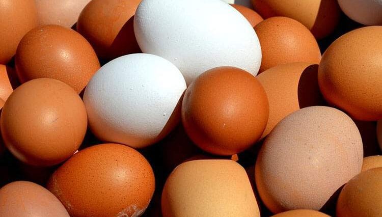 jaja jajka ciekawostki o jajkach