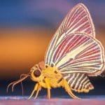 motyle ciekawostki o motylach motyl