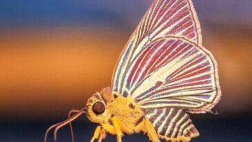 motyle ciekawostki o motylach motyl