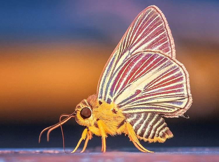 motyle ciekawostki o motylach motyl