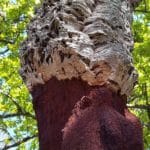 dąb korkowy ciekawostki o korku drzewo korkowe
