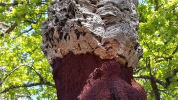 dąb korkowy ciekawostki o korku drzewo korkowe