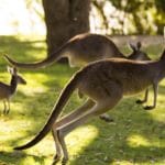 kangur ciekawostki dla dzieci o kangurach kangury torbacze