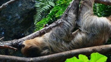 leniwiec leniwce ciekawostki o leniwcach