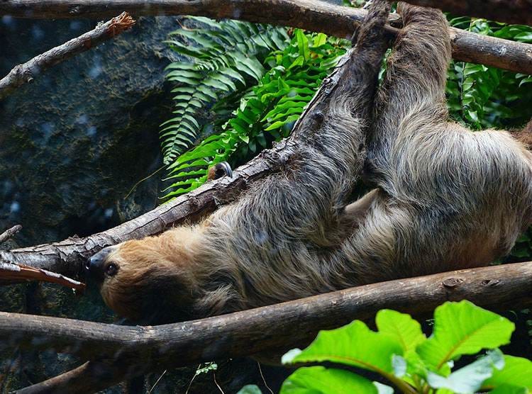 leniwiec leniwce ciekawostki o leniwcach