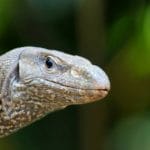 waran ciekawostki o waranach warany jaszczurki