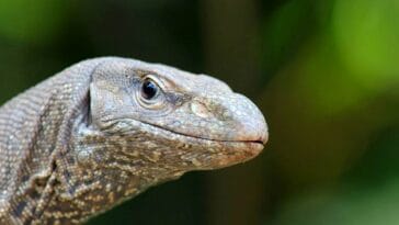 waran ciekawostki o waranach warany jaszczurki