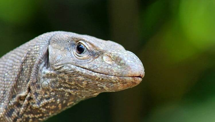 waran ciekawostki o waranach warany jaszczurki