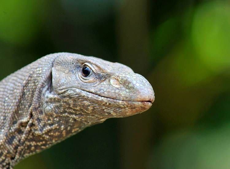 waran ciekawostki o waranach warany jaszczurki