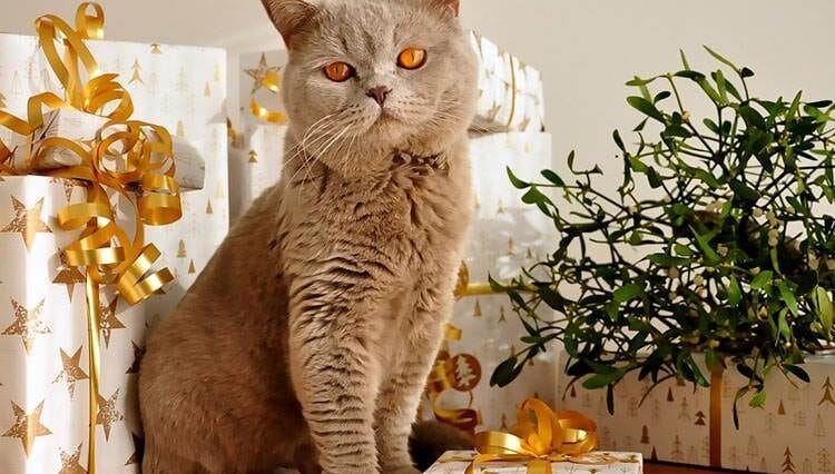 kot brytyjski ciekawostki krótkowłosy