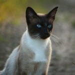 kot syjamski ciekawostki koty syjamskie