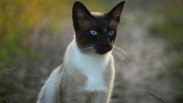 kot syjamski ciekawostki koty syjamskie