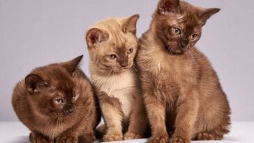 kot popularne rasy kotów najpopularniejsze koty