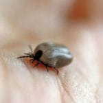 kleszcz ciekawostki borelioza kleszcze