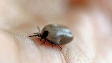 kleszcz ciekawostki borelioza kleszcze