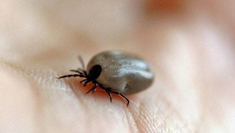 kleszcz ciekawostki borelioza kleszcze