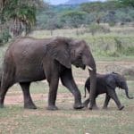 Afryka weterynaria praktyki studenckie