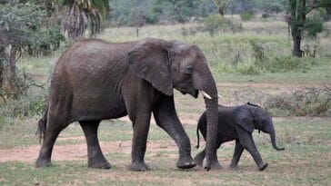 Afryka weterynaria praktyki studenckie