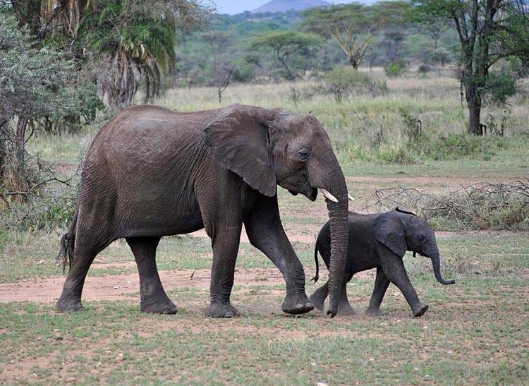 Afryka weterynaria praktyki studenckie