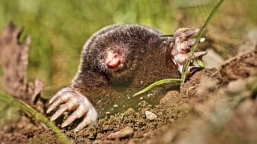 kret ciekawostki o kretach krety