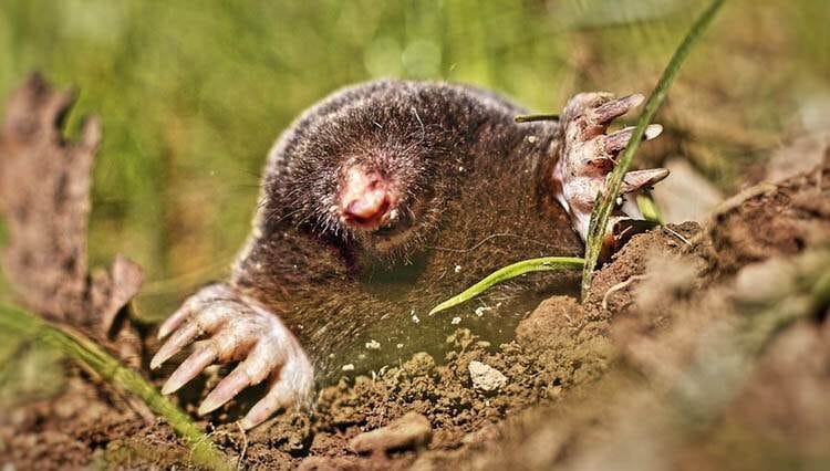 kret ciekawostki o kretach krety