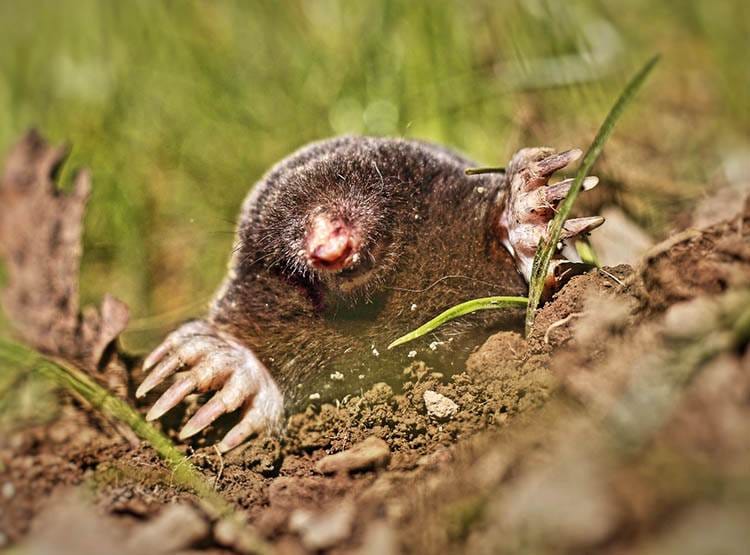 kret ciekawostki o kretach krety