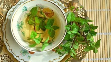 mięta ciekawostki herbata miętowa