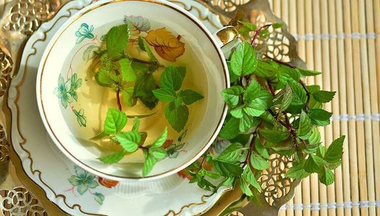 mięta ciekawostki herbata miętowa