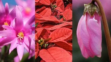 rośliny Boże Narodzenie kwiaty święta