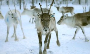 Laponia – podróż do krainy Saamów