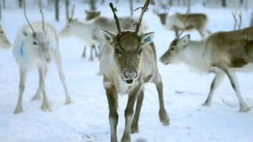 Laponia ciekawostki renifer zima śnieg
