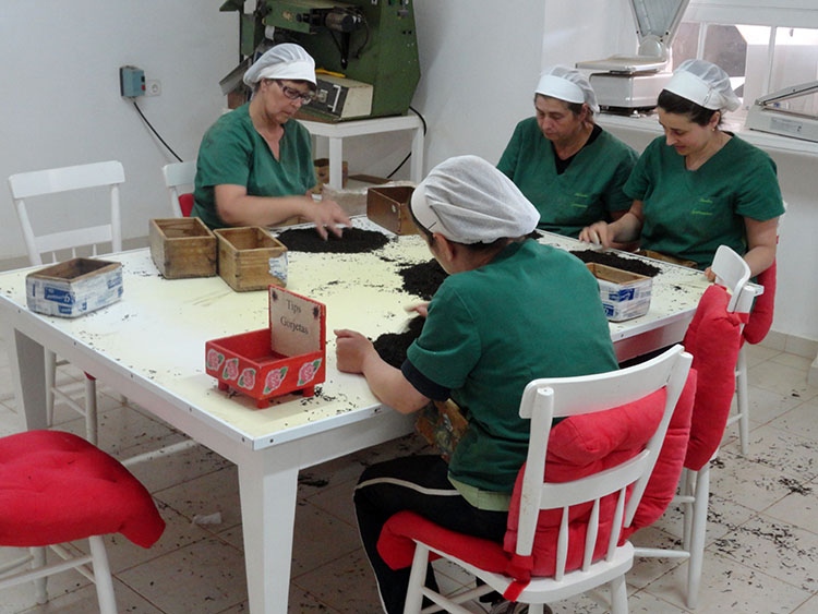 fabryka herbaty Azory Sao Miguel ciekawostki herbata