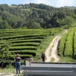 fabryka herbaty Azory Sao Miguel ciekawostki herbata