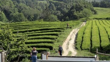 fabryka herbaty Azory Sao Miguel ciekawostki herbata