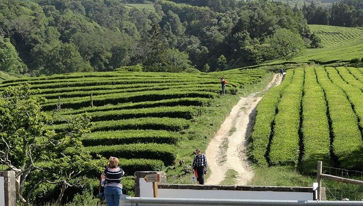 fabryka herbaty Azory Sao Miguel ciekawostki herbata