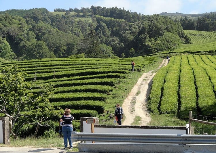 fabryka herbaty Azory Sao Miguel ciekawostki herbata