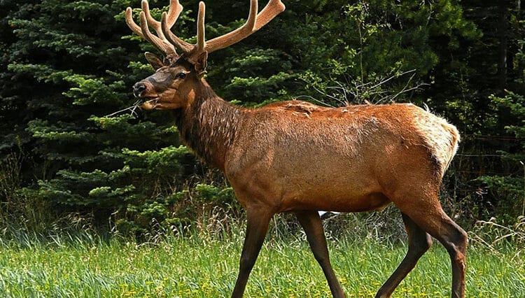 jeleń Puszcza Knyszyńska