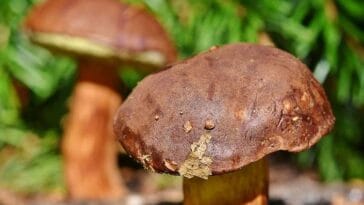 grzyby ciekawostki borowik