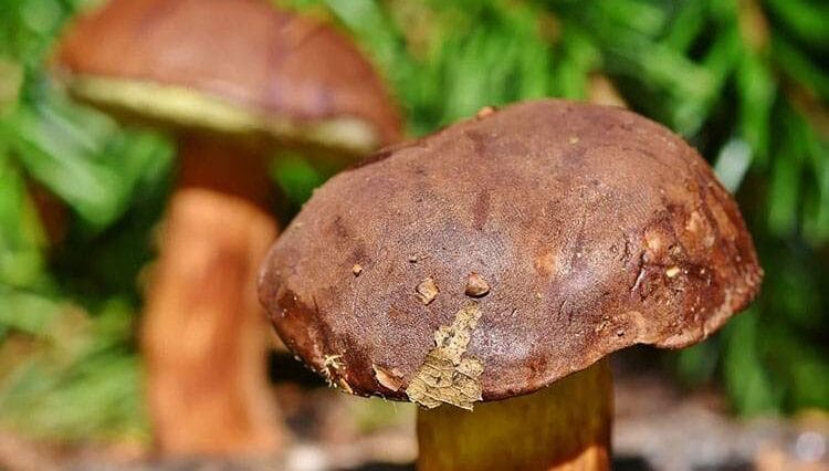 grzyby ciekawostki borowik